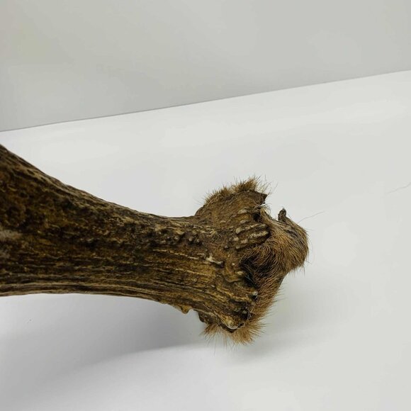 NATURALLY SHED WILD MOOSE ANTLER (HORN, KNIFE, CARVING, CHEW, TAXIDERMY) - Picture 4 of 11